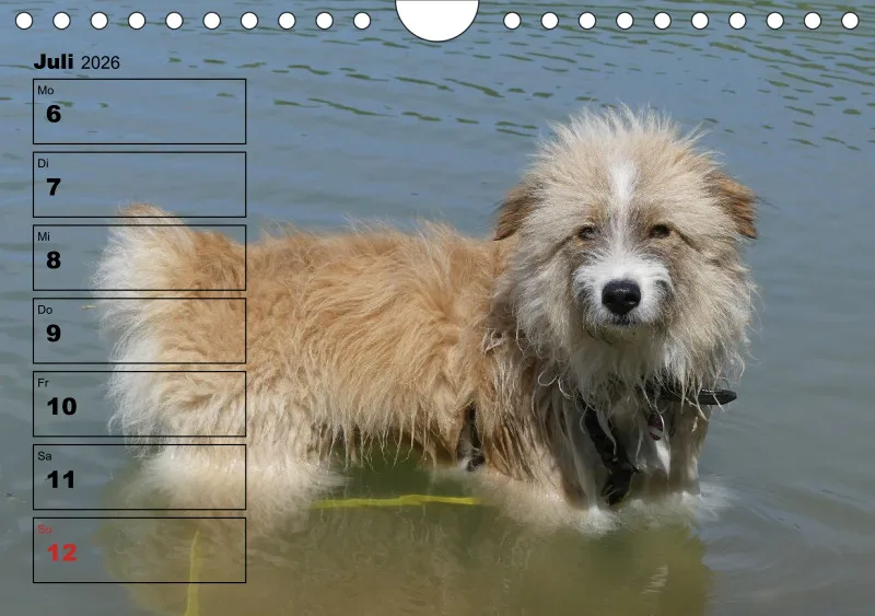 Hunde-Wochenkalender 2026 A5