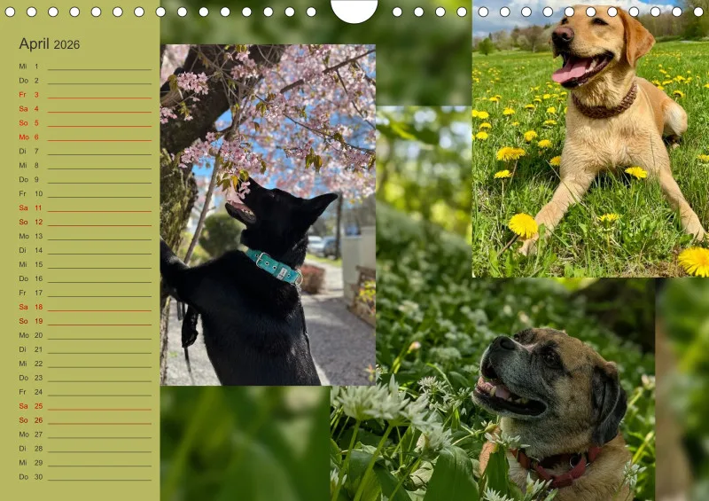 Hundekalender 2026 - DIN A4