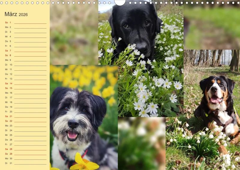 Hundekalender 2026 - DIN A3