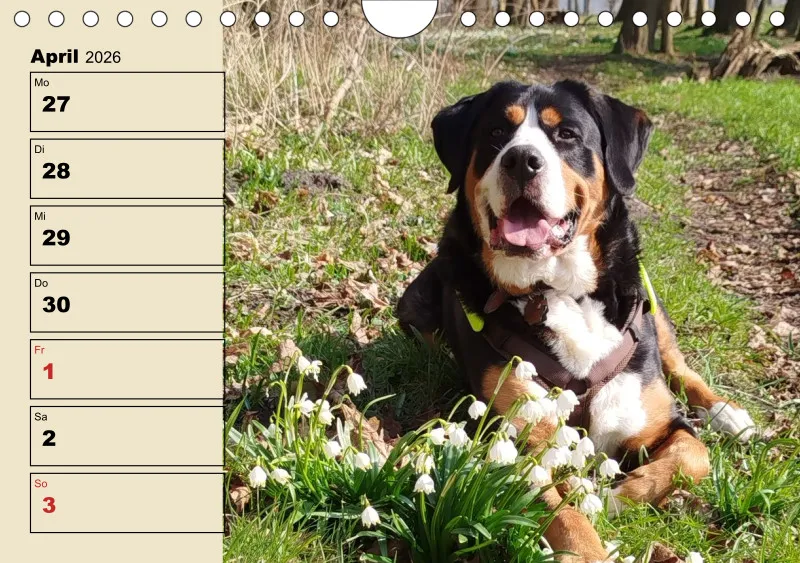 Hunde-Wochenkalender 2026 A5