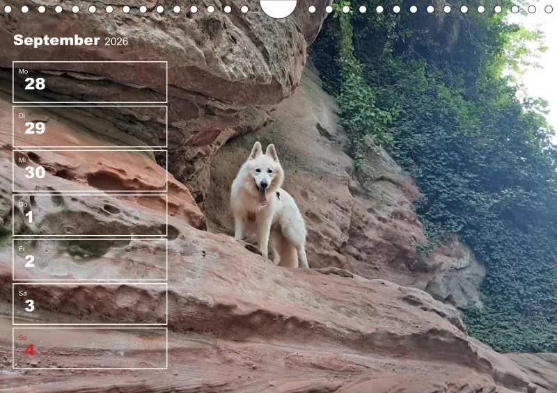 Hunde-Wochenkalender 2026 A4