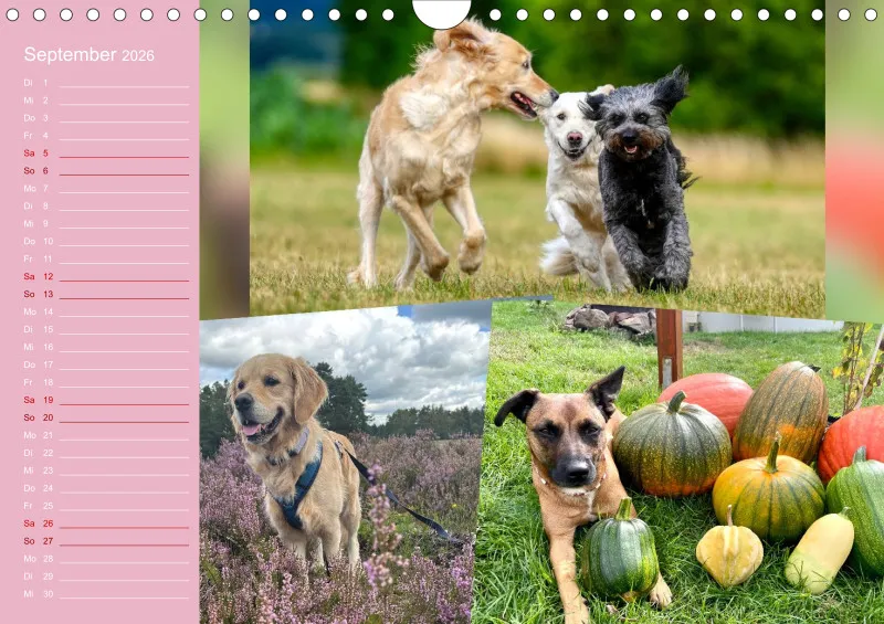 Hundekalender 2026 - DIN A4