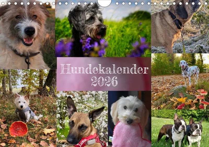Hundekalender 2026 - DIN A4