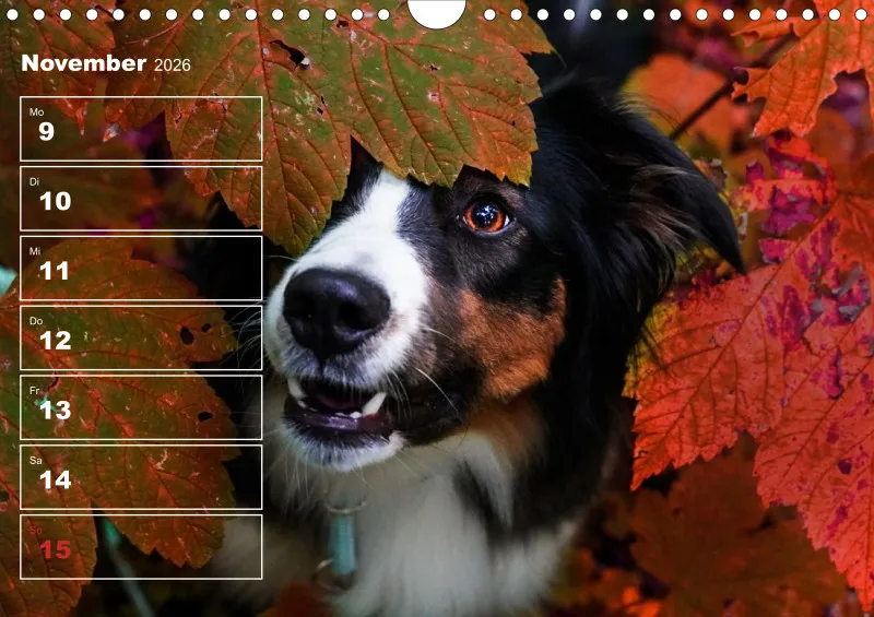Hunde-Wochenkalender 2026 A4