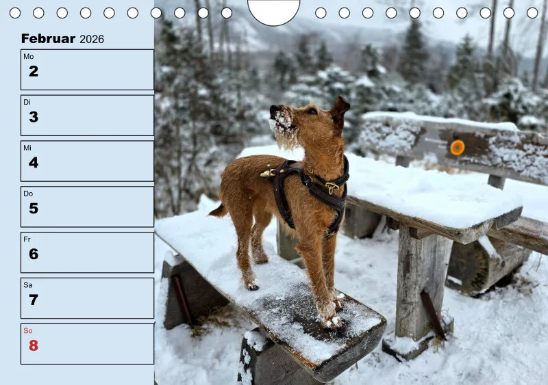 Hunde-Wochenkalender 2026 A5