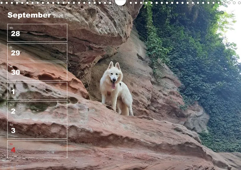 Hunde-Wochenkalender 2026 A3