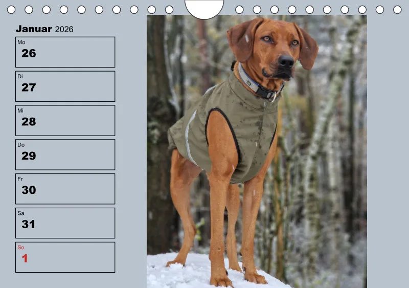 Hunde-Wochenkalender 2026 A5
