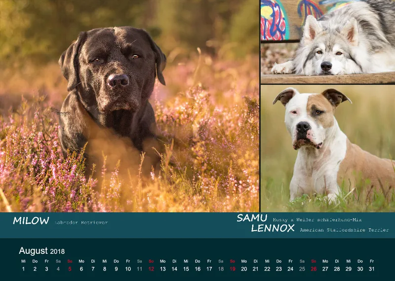 A3 MIKAdo Kalender 2018