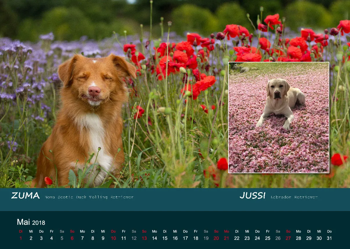 A3 MIKAdo Kalender 2018