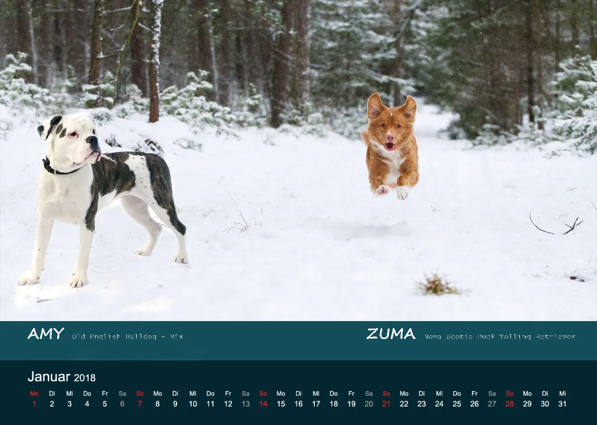 A4 MIKAdo Kalender 2018