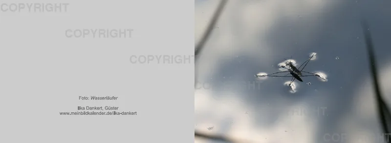 Klappkarte / Wasserläufer