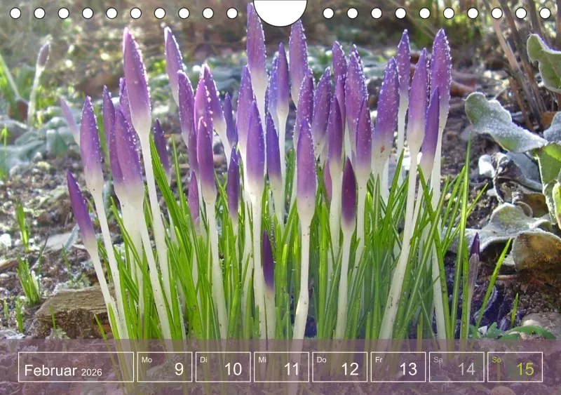 Gartenbilderbuch I