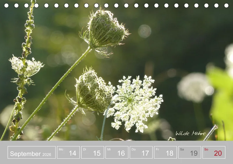 Gartenbilderbuch III