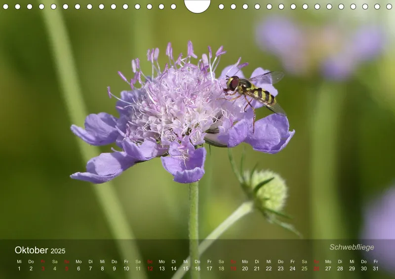sechsbeinige Gartengesellen