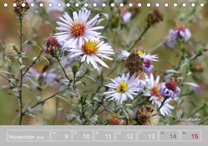 Gartenbilderbuch III