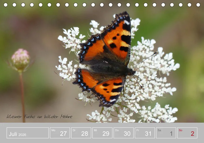 Gartenbilderbuch III