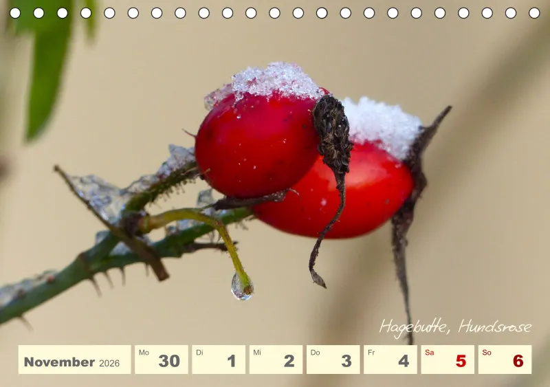 Gartenbilderbuch V