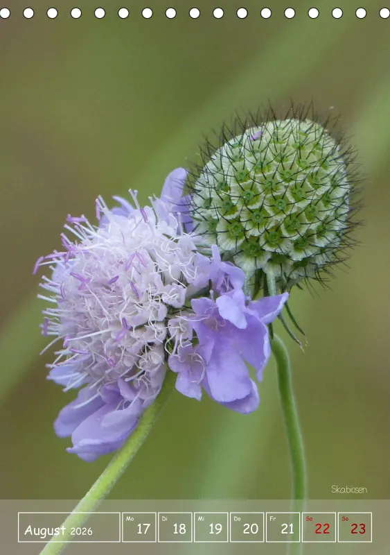 Gartenbilderbuch II