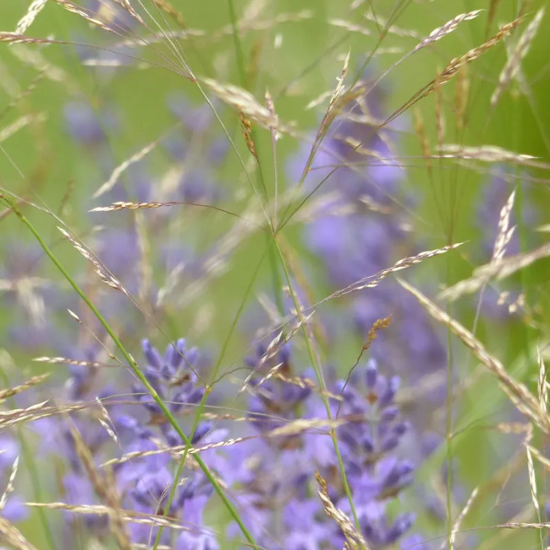 Kissen: Gräser und Lavendel