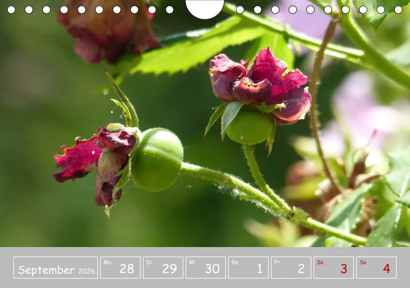 Gartenbilderbuch III