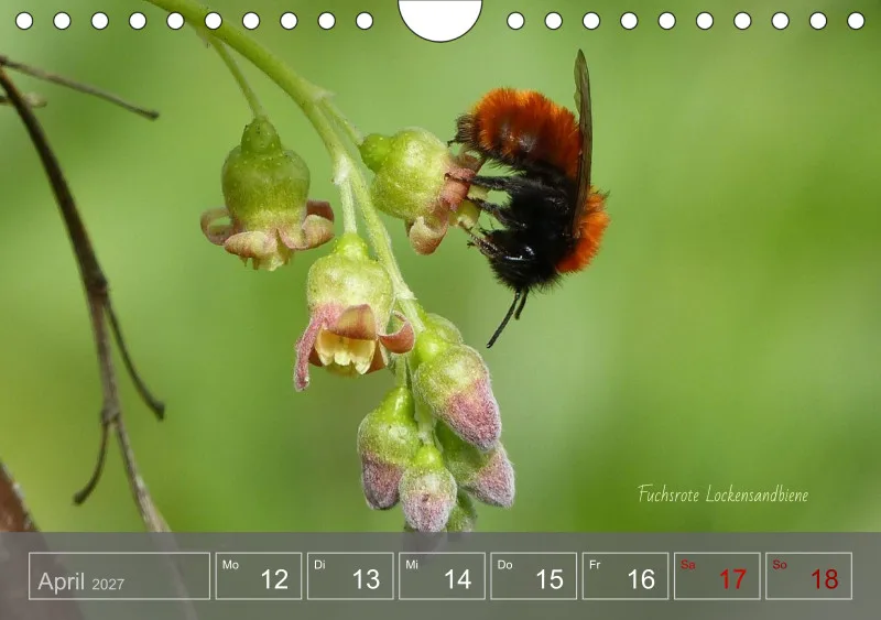 Gartenbilderbuch 2027
