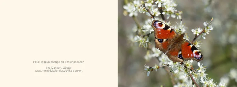 Klappkarte / Tagpfauenauge an Schlehenblüten