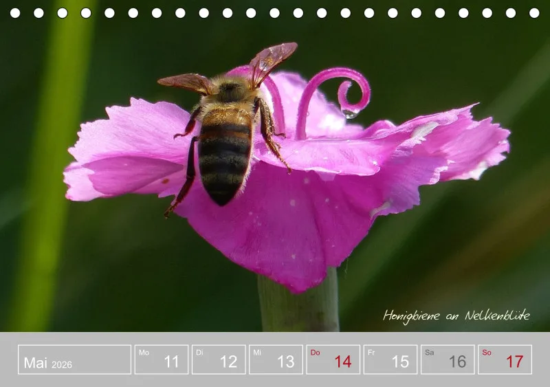 Gartenbilderbuch III