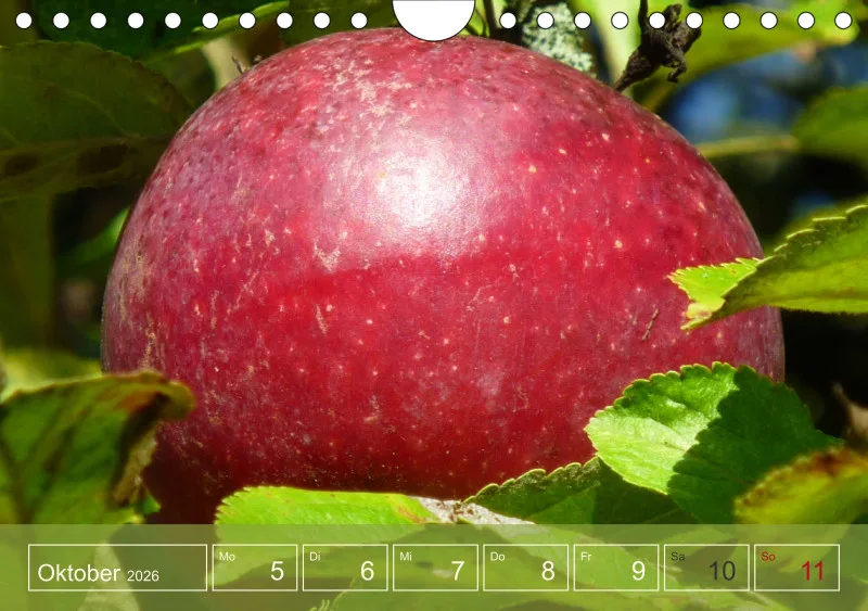 Gartenbilderbuch I