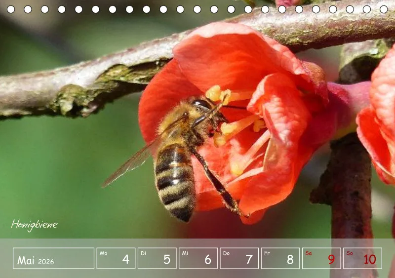 Gartenbilderbuch VI