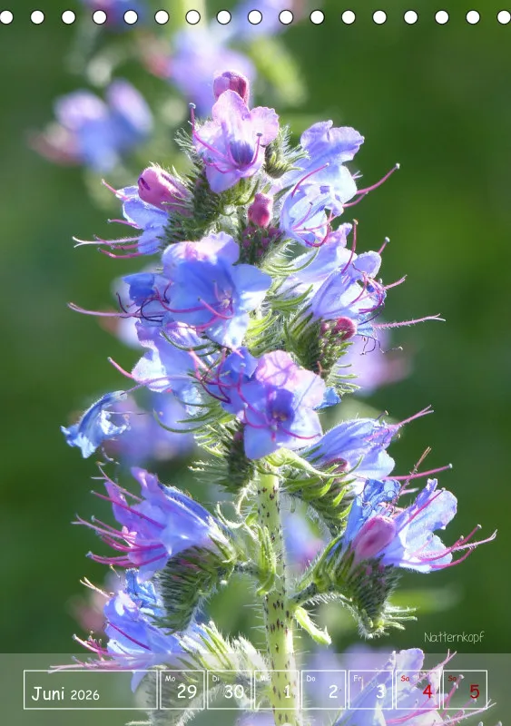 Gartenbilderbuch II