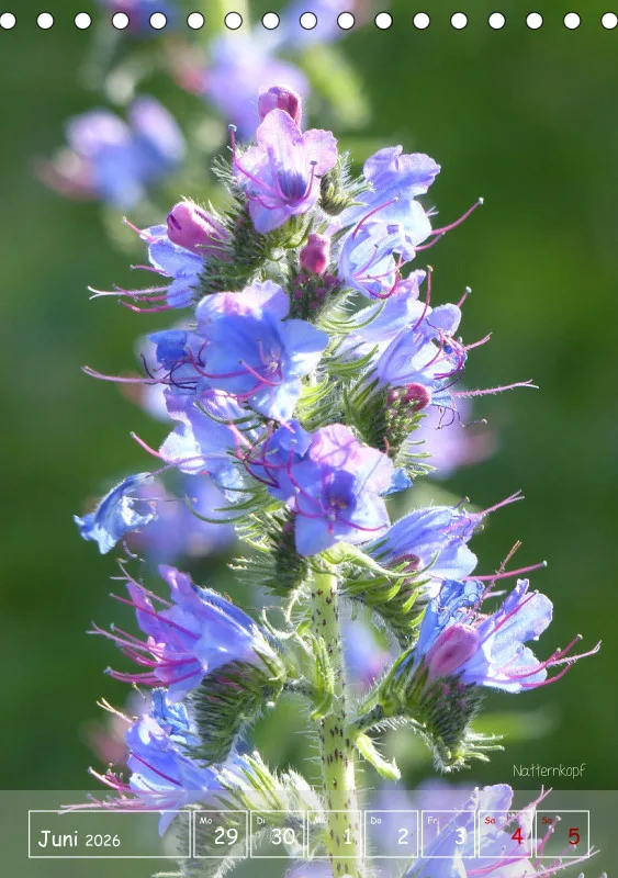Gartenbilderbuch II
