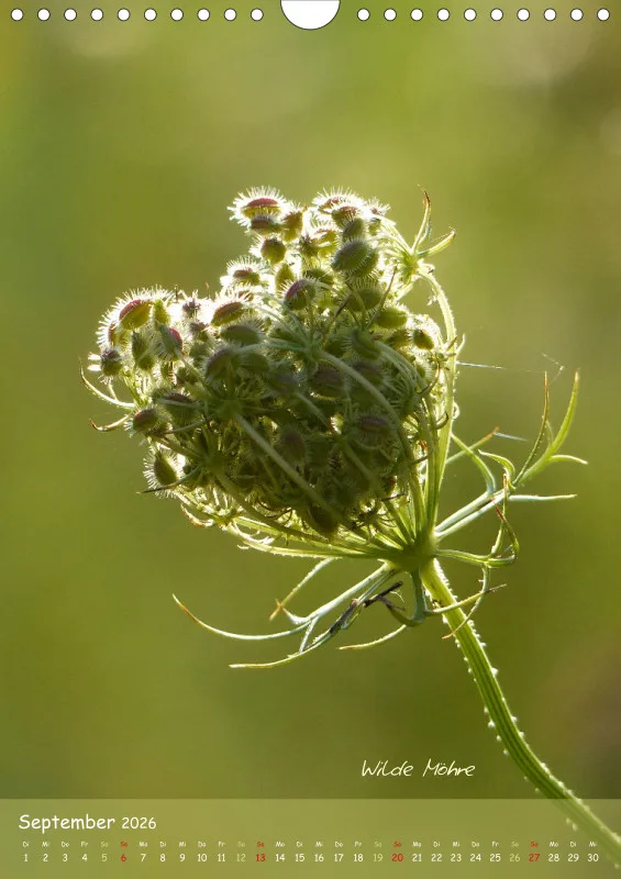 Allerweltspflanzen - wunderschön