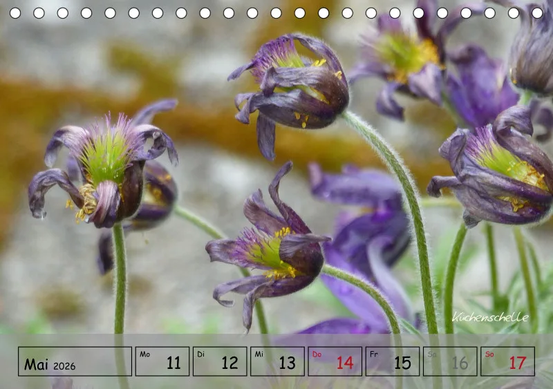 Gartenbilderbuch IV