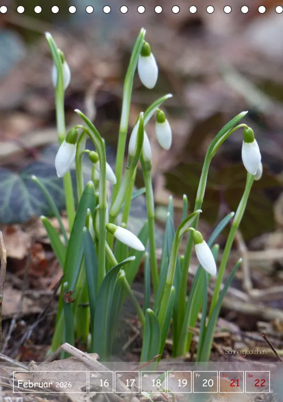 Gartenbilderbuch II