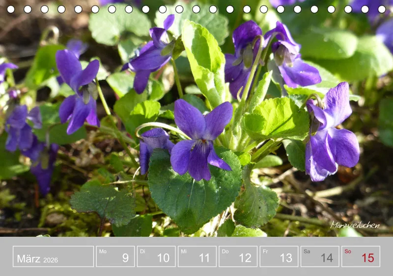 Gartenbilderbuch III