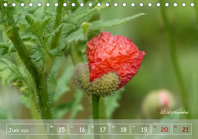 Gartenbilderbuch VI