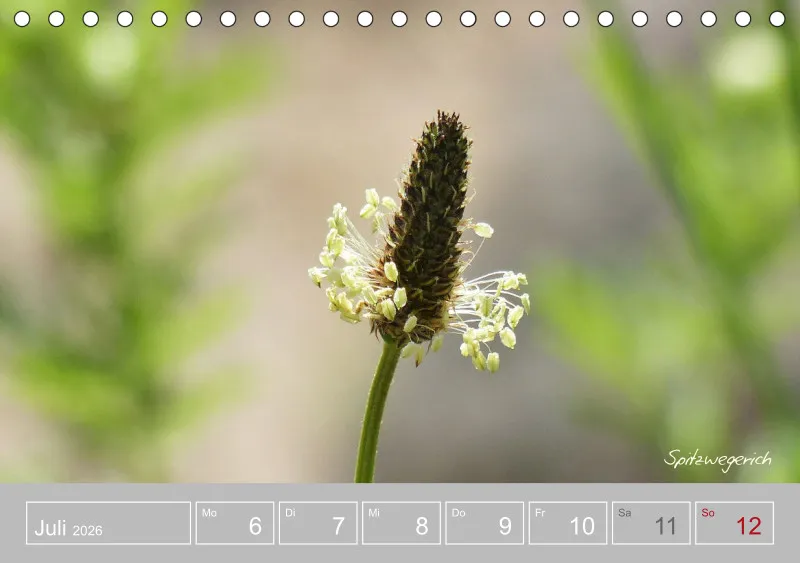Gartenbilderbuch III