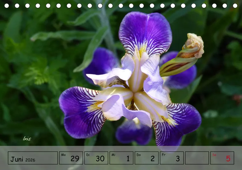 Gartenbilderbuch IV