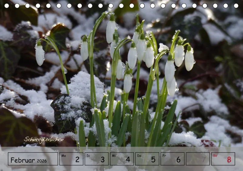 Gartenbilderbuch IV