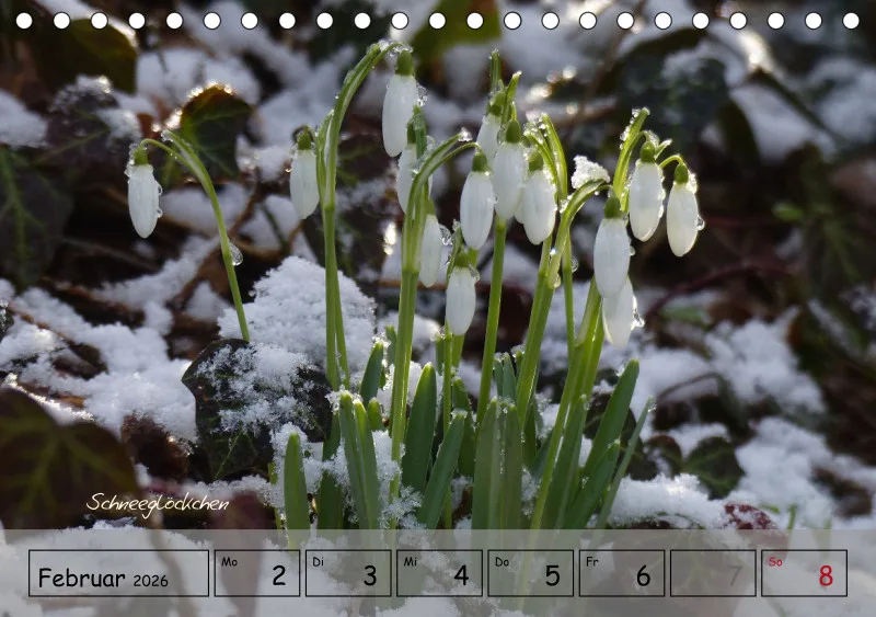 Gartenbilderbuch IV