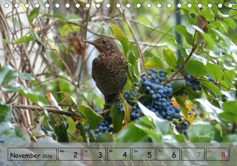 Gartenbilderbuch IV