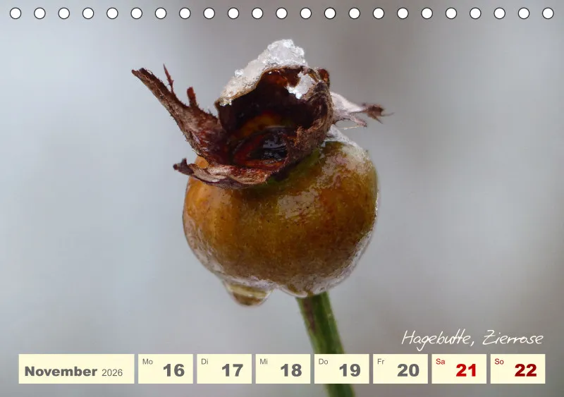 Gartenbilderbuch V