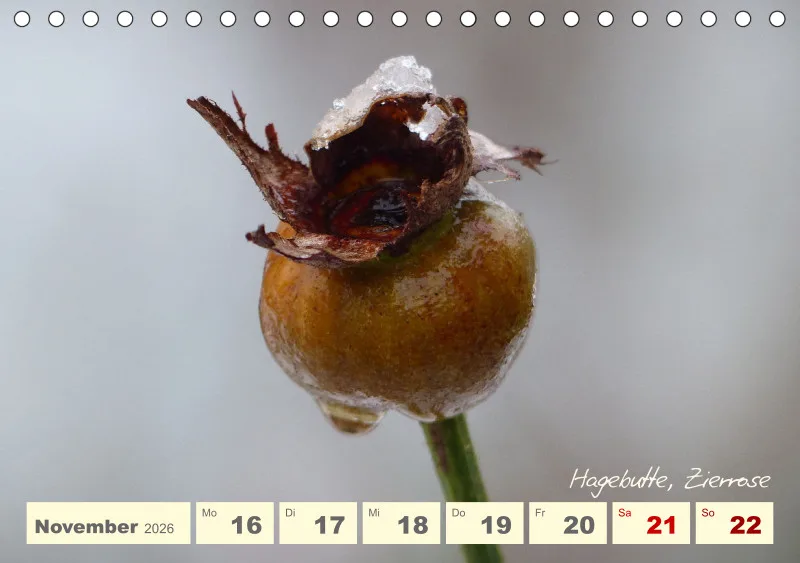 Gartenbilderbuch V