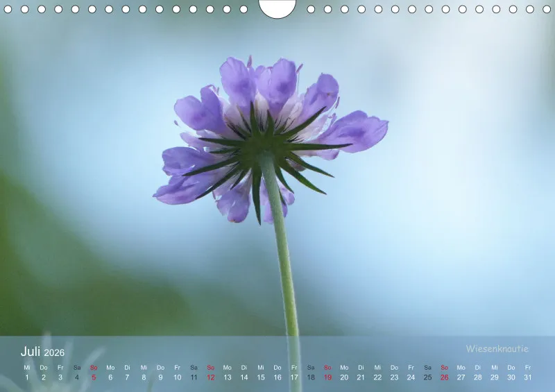 Allerweltspflanzen - wunderschön! I