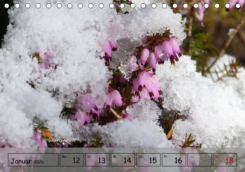 Gartenbilderbuch IV