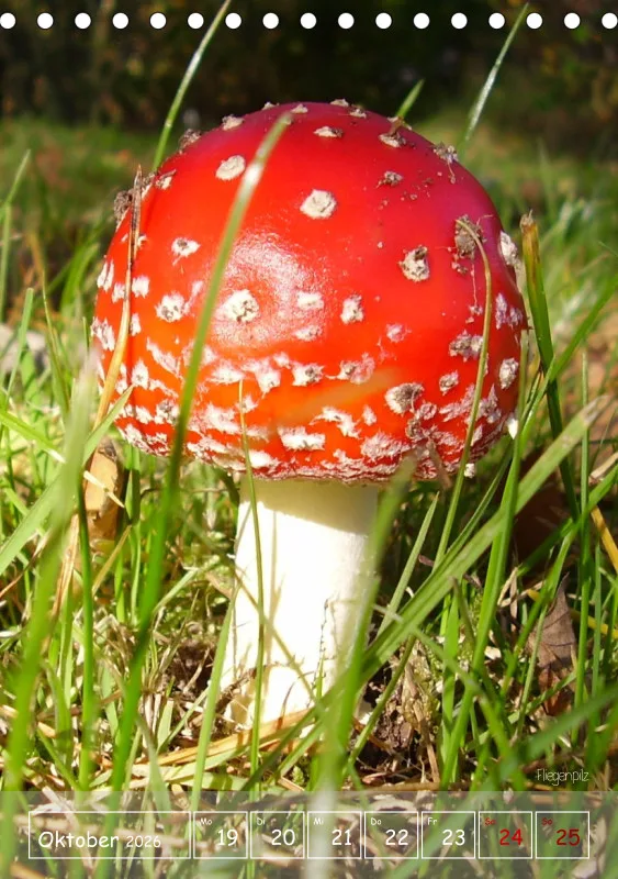 Gartenbilderbuch II