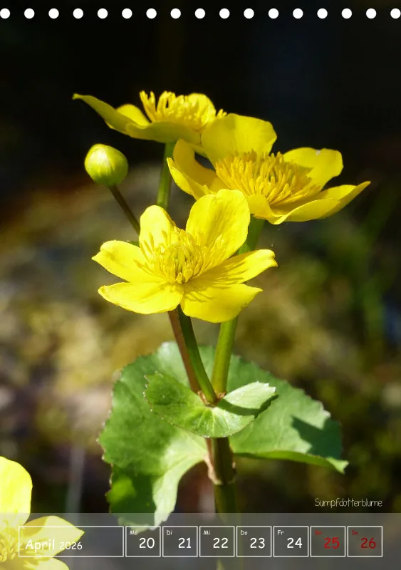 Gartenbilderbuch II