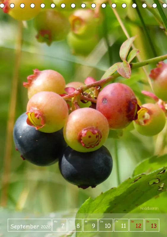 Gartenbilderbuch II