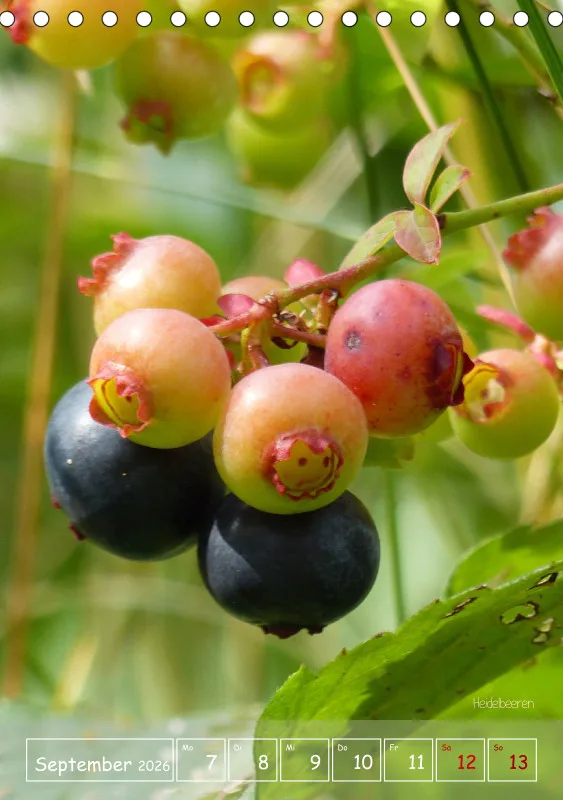 Gartenbilderbuch II