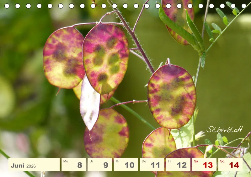 Gartenbilderbuch V